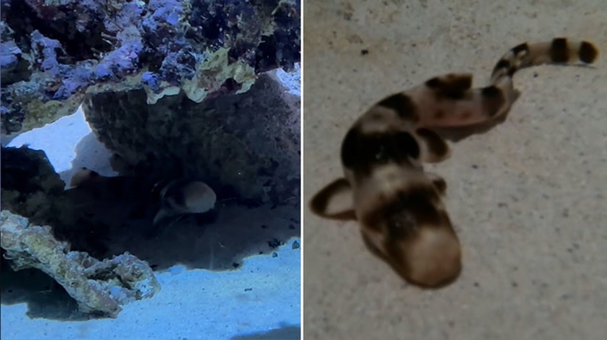 Baby shark born at zoo without mother ever being around male species