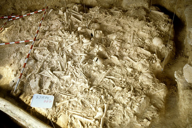 <p>Skeletons in mass burial site in a shallow cave in the Rioja Alavesa region of northern Spain</p>