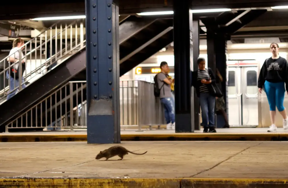 Rats were spotted on 40 per cent of subway trips in October