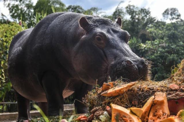 <p>Jakira – a resident of Santa Fe Zoo in Medellin, Colombia –is the daughter of Pepa, who was part of the initial batch of animals imported by druglord Pablo Escobar back in the 1980s</p>
