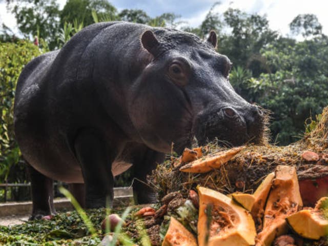 <p>Jakira – a resident of Santa Fe Zoo in Medellin, Colombia –is the daughter of Pepa, who was part of the initial batch of animals imported by druglord Pablo Escobar back in the 1980s</p>