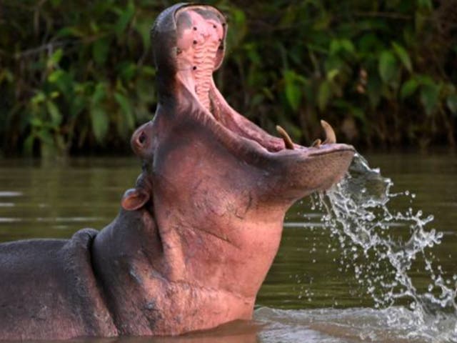 <p>Hippos almost exclusively trot – even when slowly walking or quickly running</p>