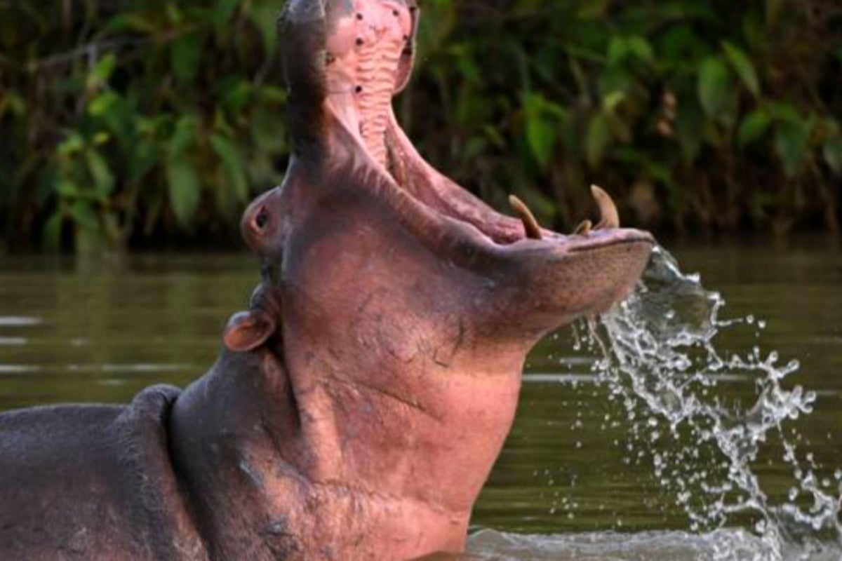 Pablo Escobar’s rogue ‘cocaine hippos’ sterilised by Colombia