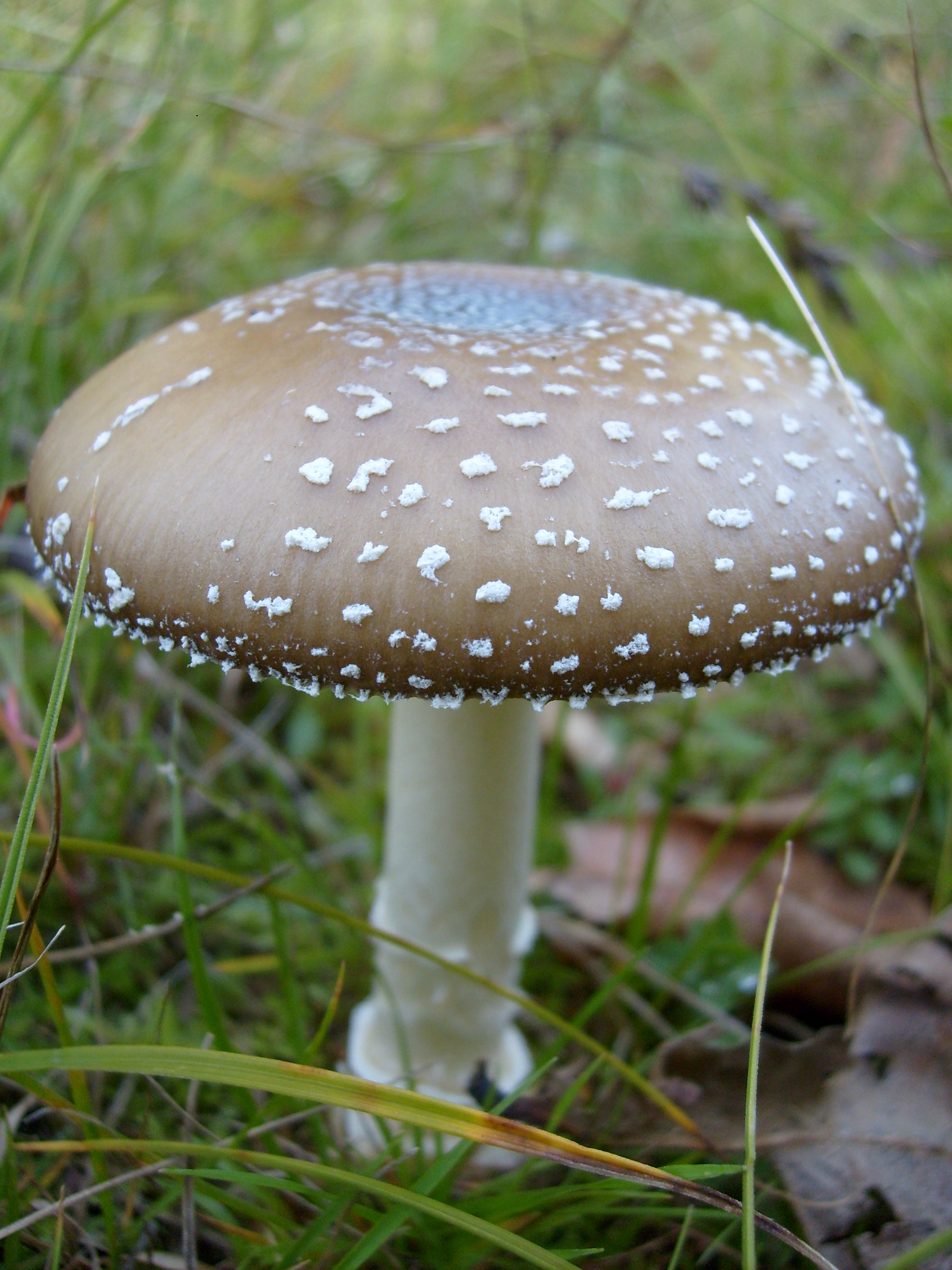 Panther Cap mushrooms are 5-12cm in diameter and are brown with white spots