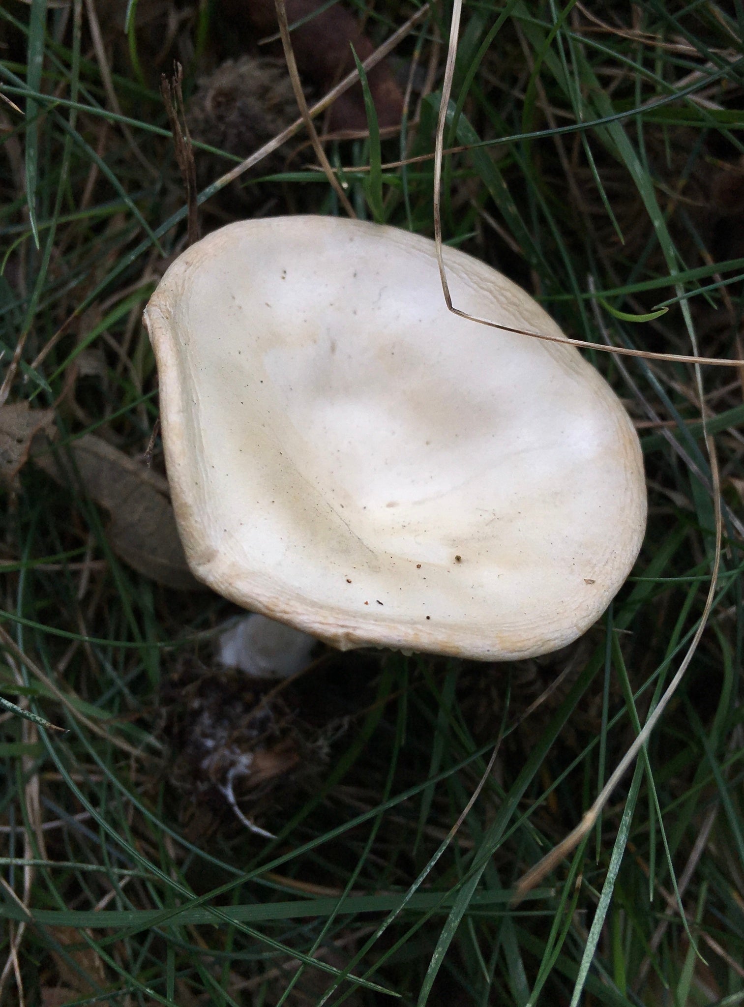 Fools Funnel mushrooms are often mistaken for edible mushrooms