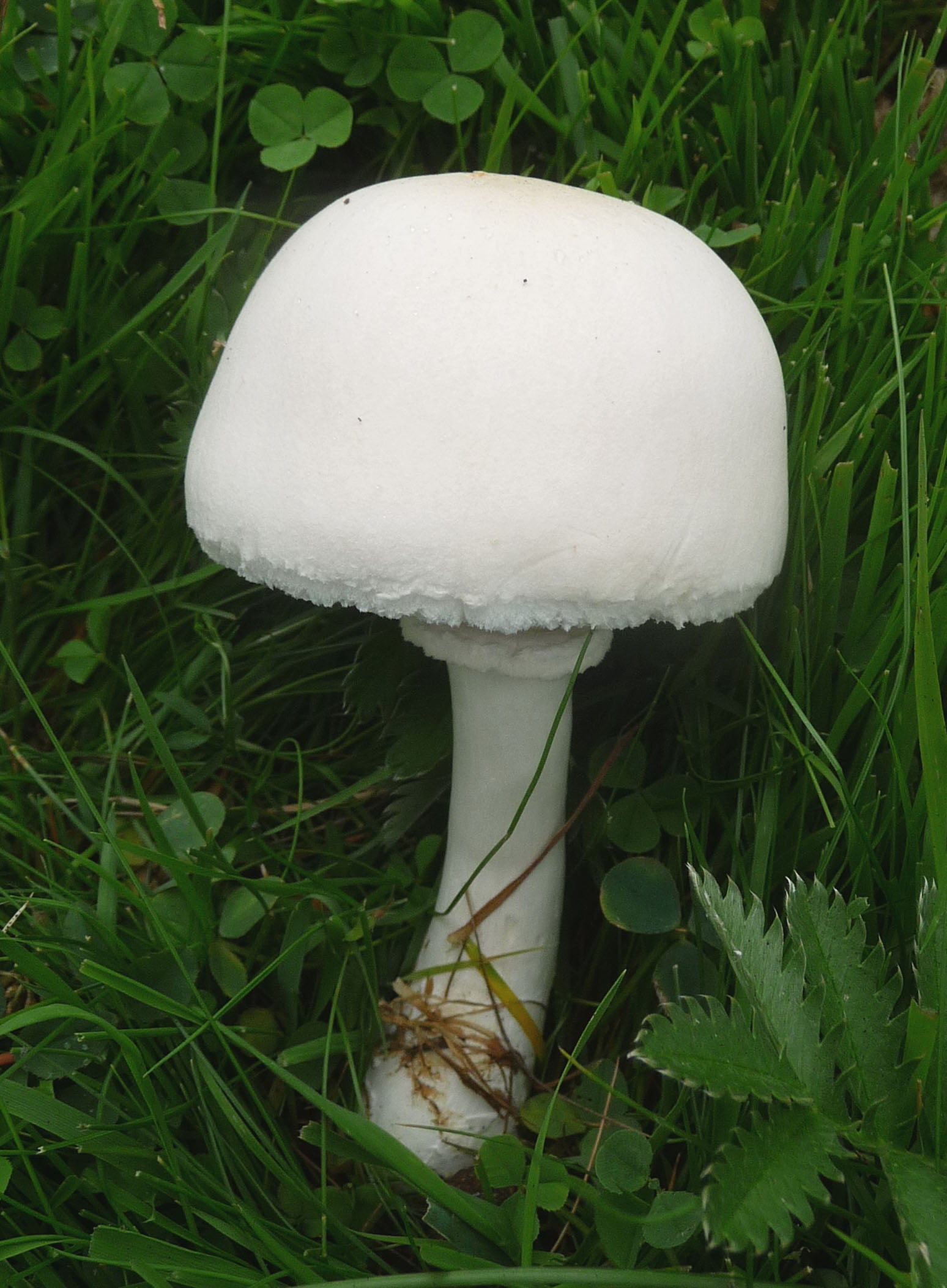 Destroying Angel’s are often found at the edges of woodlands