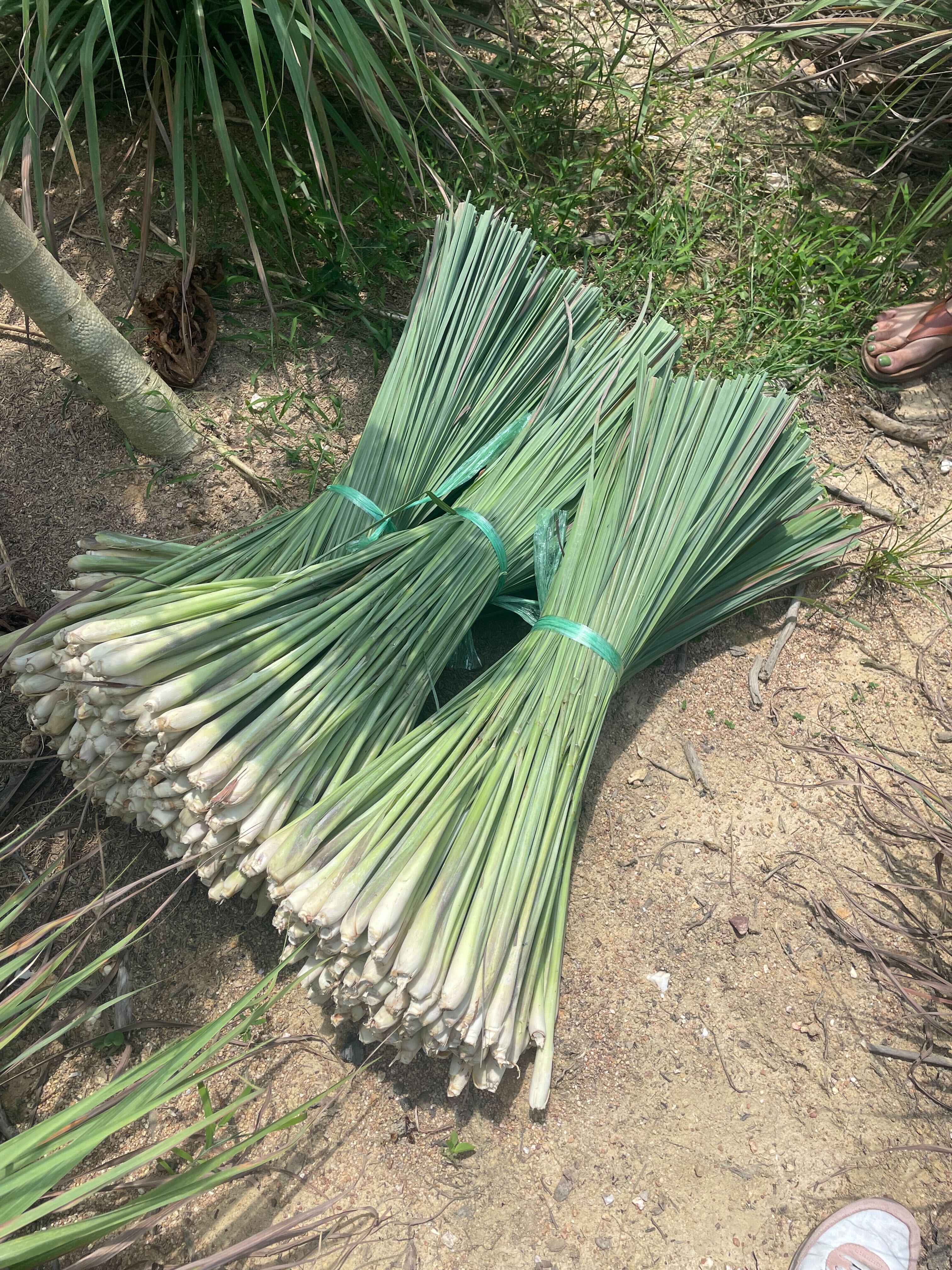 Lemongrass is one of the ingredients Rosa’s sources directly from Thailand