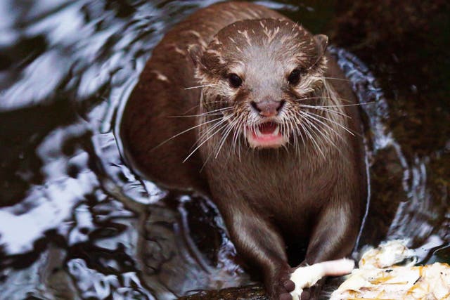<p>Two otters attacked a man while he was swimming in the lake </p>