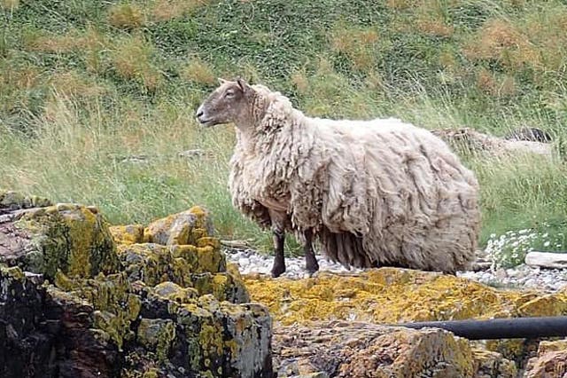 <p>The shoreline where a sheep had been stranded for over two years, her fleece reaching the ground </p>