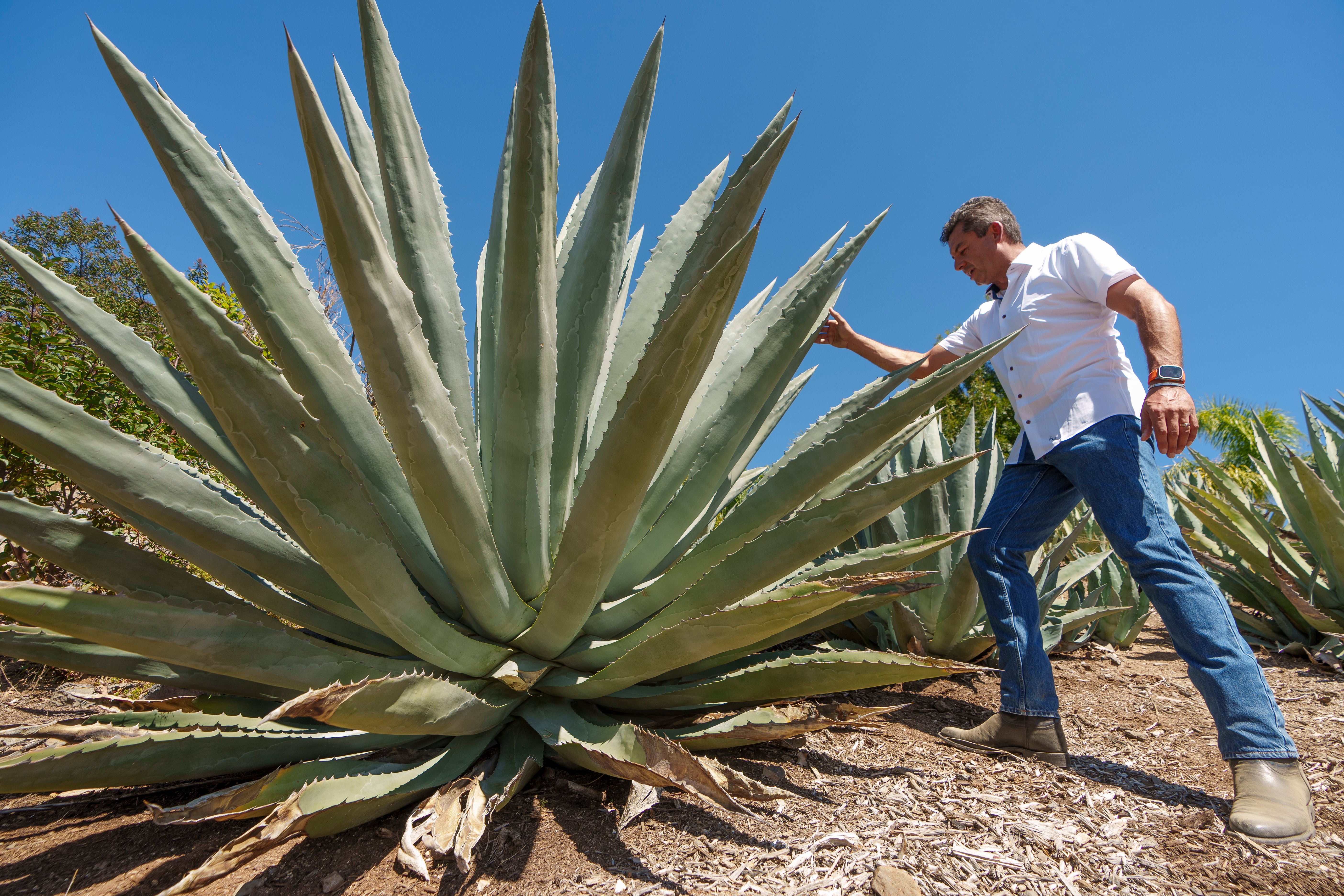 APTOPIX California Agave Farming
