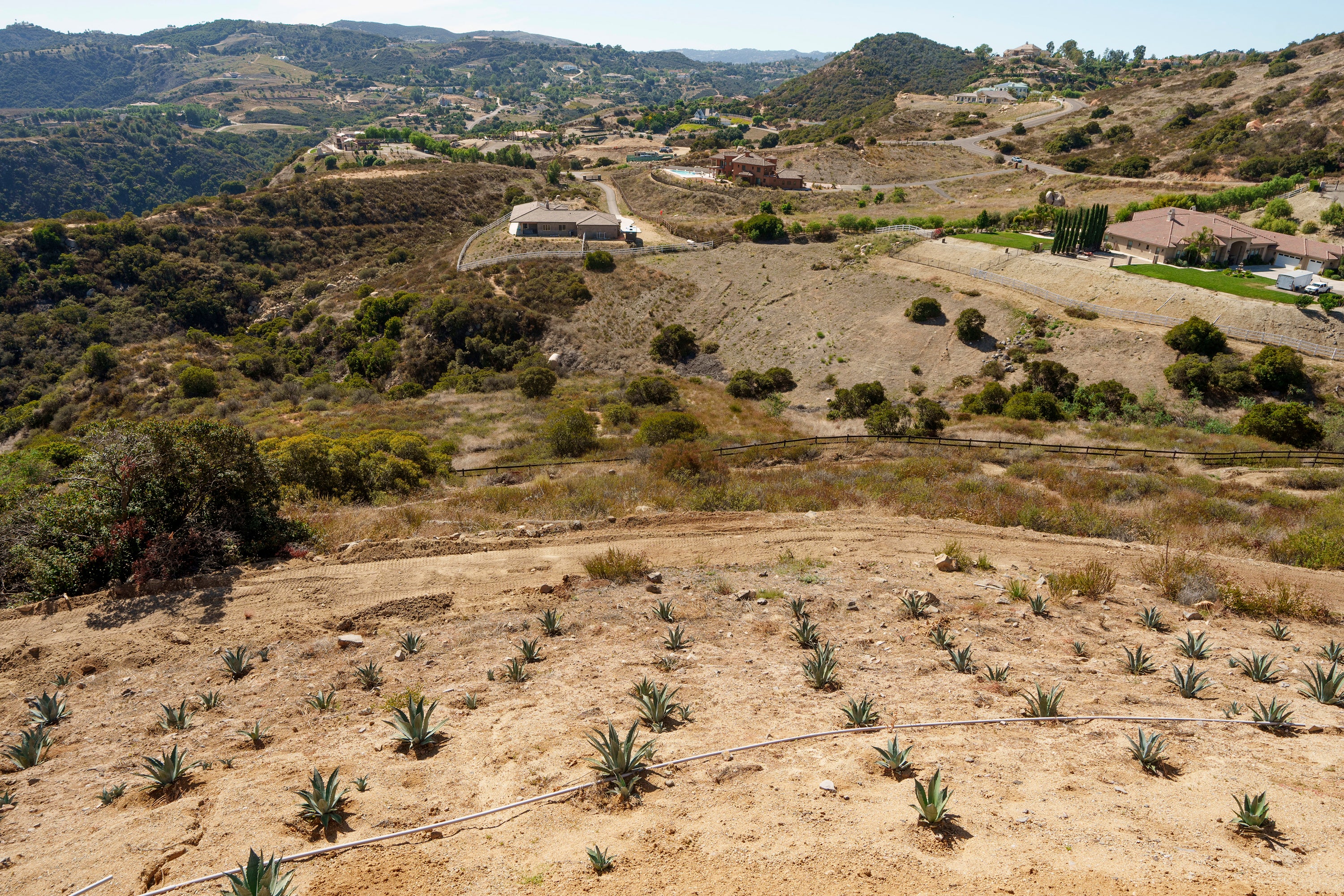 California Agave Farming