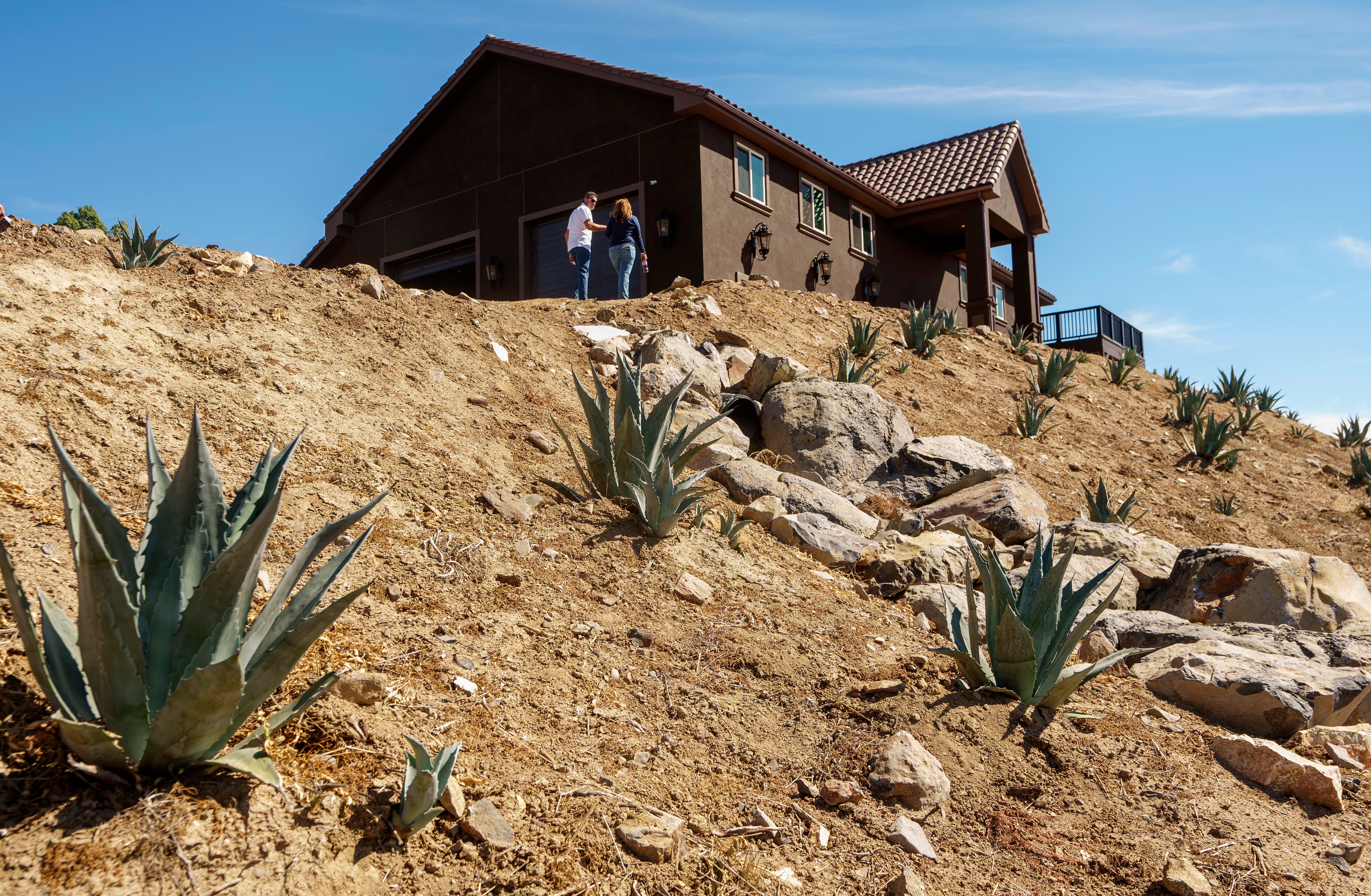 California Agave Farming