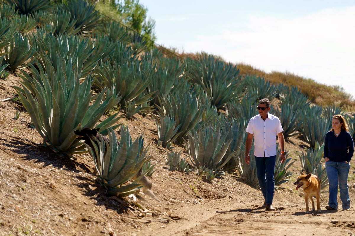 Californians bet farming agave for spirits holds key to weathering drought and groundwater limits