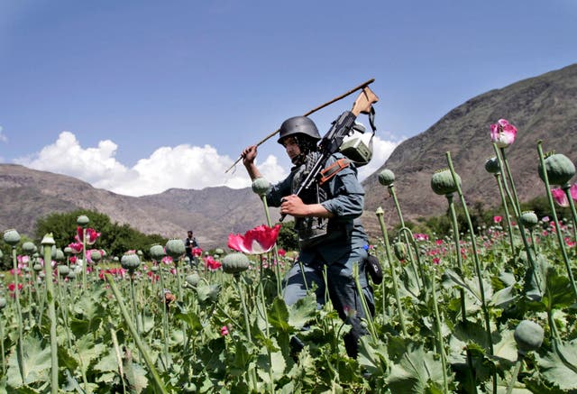 Afghanistan Taliban Opium