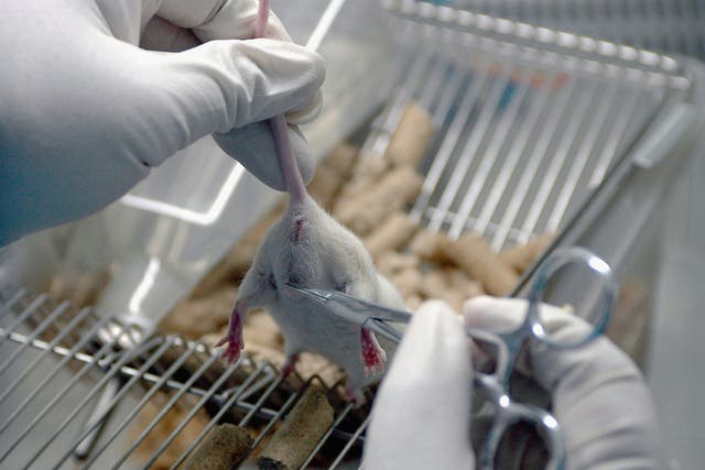 <p>A lab worker inspects a white rat used for gene therapy research at the State Key Laboratory of Biotherapy established by the West China Medical School of Sichuan University on August 3, 2005 in Chengdu of Sichuan Province, southwest China</p>
