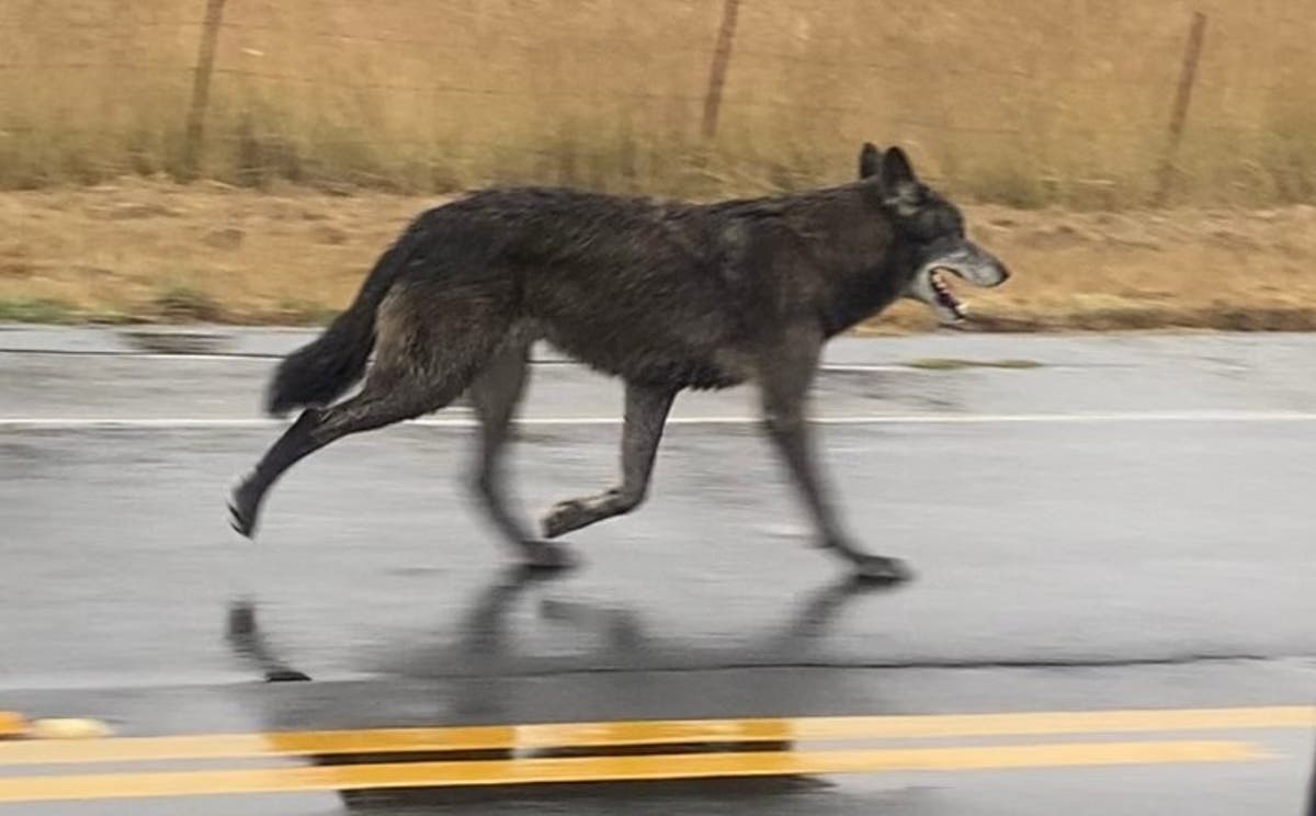 Wolf hybrid spotted roaming outskirts of California town 