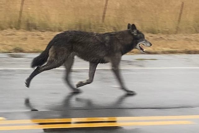 <p>The wolf hybrid was spotted on the outskirts of town </p>