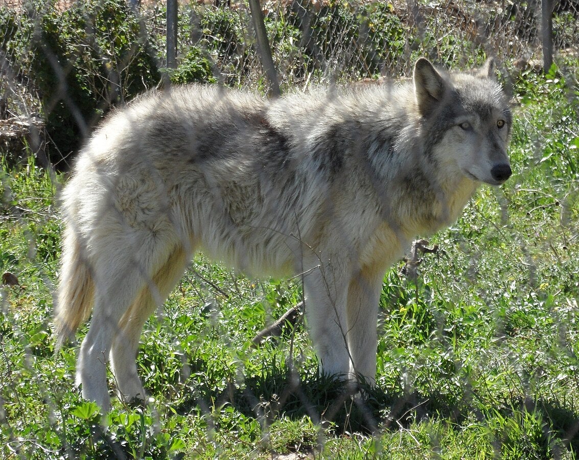Wolfdogs have similar traits to dogs, but also have stronger survival instincts