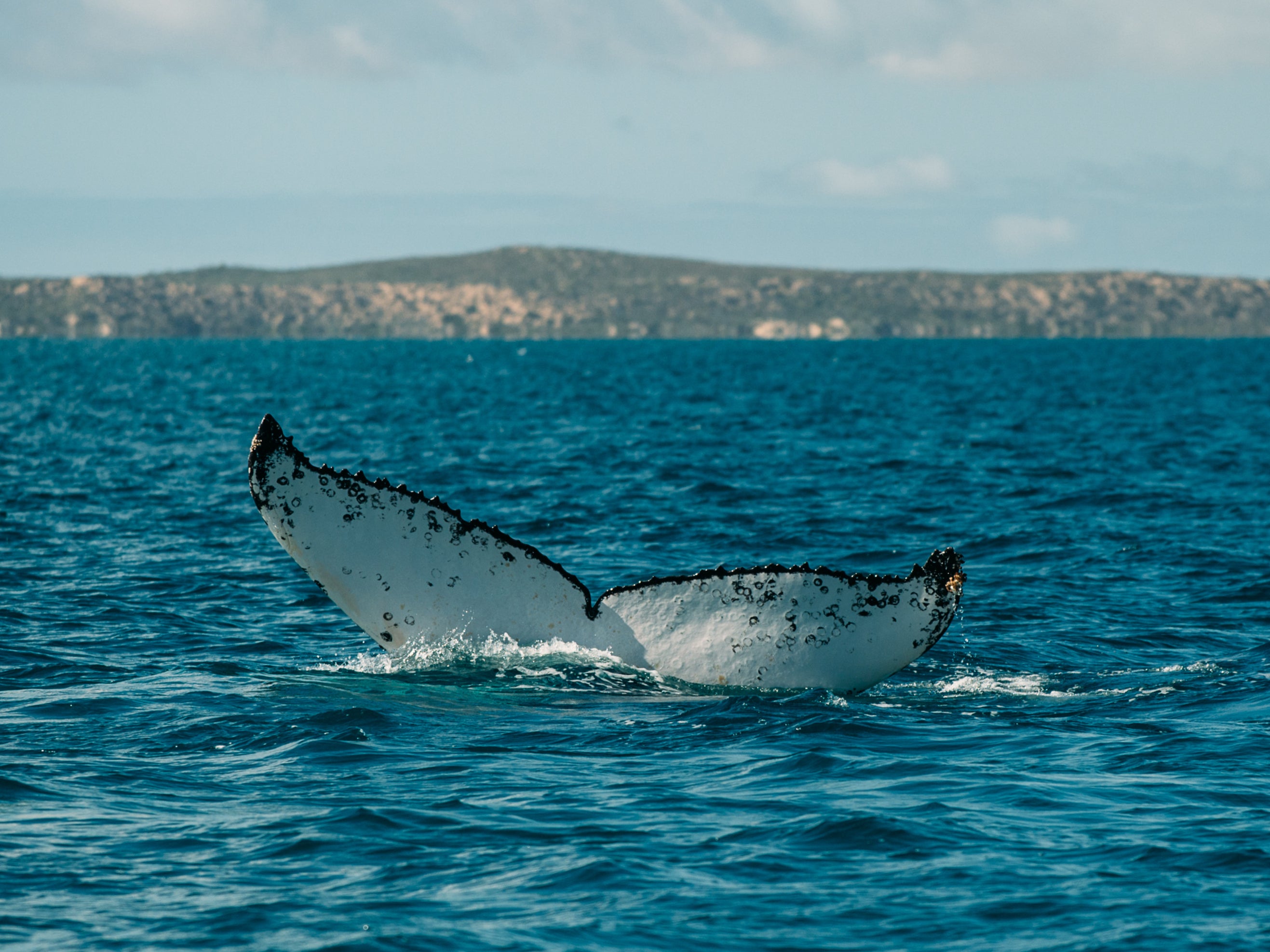 Spot humpback whales, manta rays and whale sharks on a Live Ningaloo boat trip