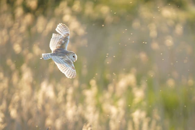 A barn owl at Ham Wall nature reserve, Somerset. More than 70 organisations have joined a campaign to increase diversity in the environment sector (James Manning/PA)