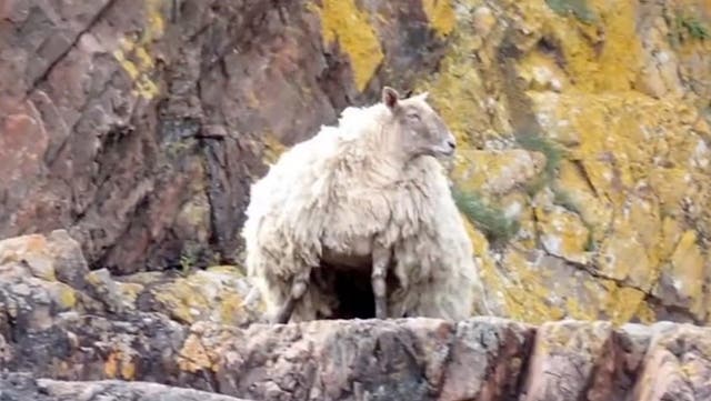 <p>‘Britain’s loneliest sheep’ rescued from remote shoreline after being stranded at the foot of cliffs for two years</p>