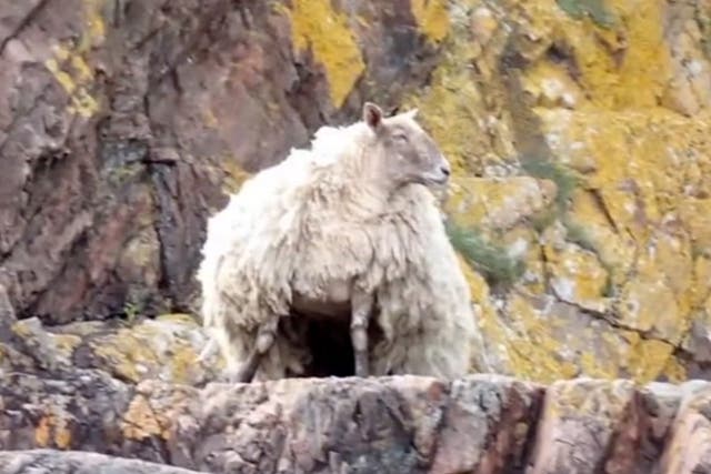 <p>‘Britain’s loneliest sheep’ rescued from remote shoreline after being stranded at the foot of cliffs for two years</p>