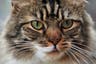 Forensic testing reveals ‘wool’ clothing made of domestic cat fur