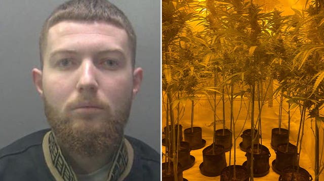 <p>Drug dealer sobs as police raid house and find £173,000 cannabis factory: ‘I’m so sorry’.</p>