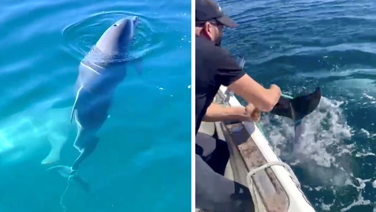 Baby dolphin trapped in fishing net saved from drowning in Spain