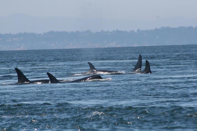 <p>Southern resident killer whales off of San Juan Island, Washington</p>