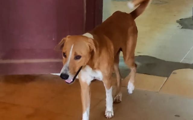 <p>Dog in Kerala, India, waits for owner outside mortuary for four months</p>