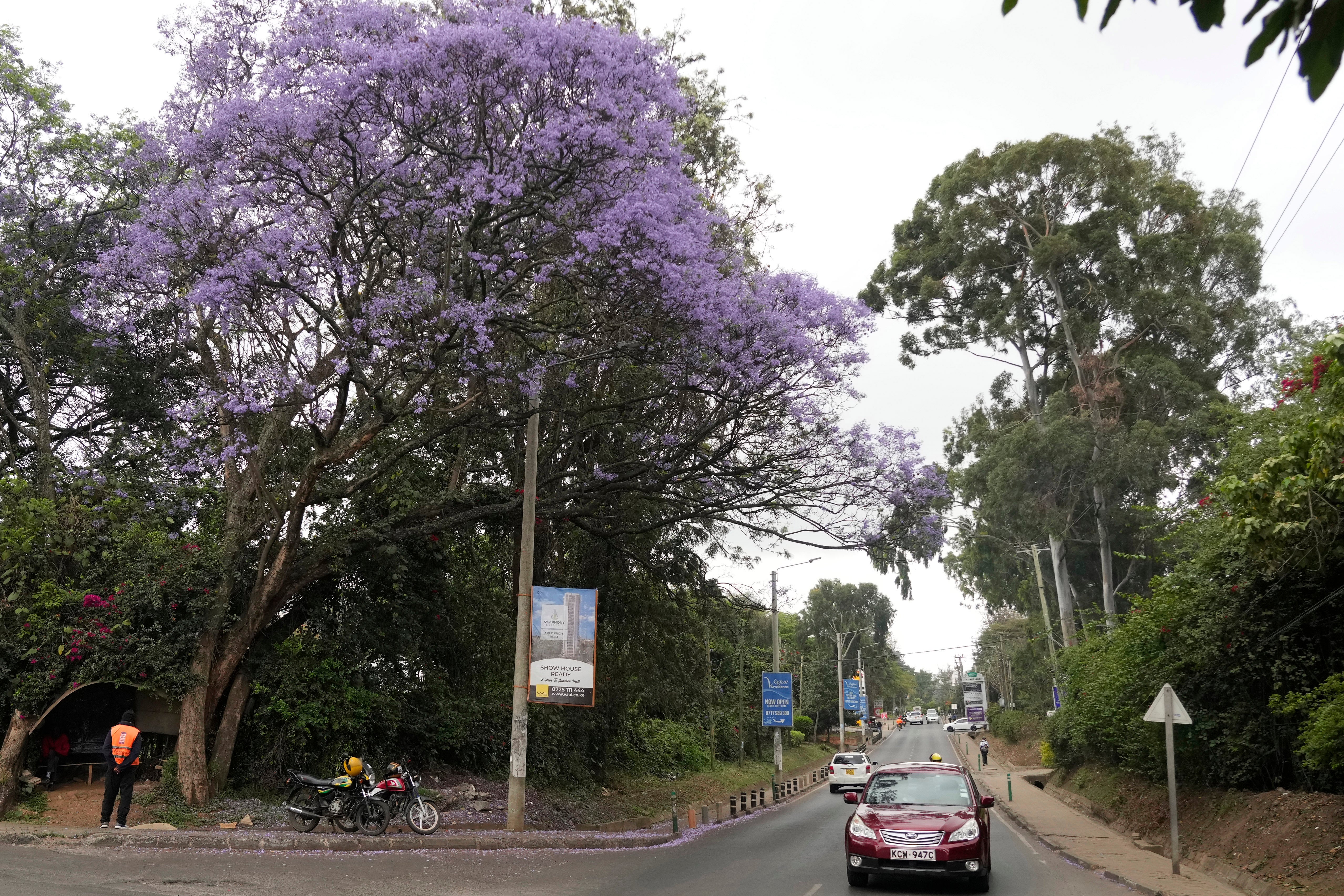 A Jacaranda tree in bloom in Nairobi, Kenya