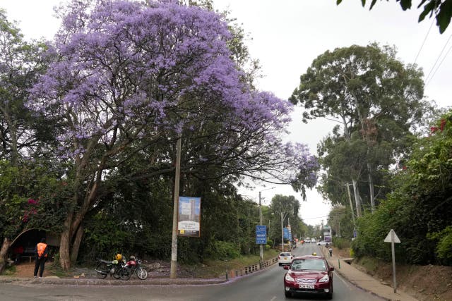 <p>A Jacaranda tree in bloom in Nairobi, Kenya</p>