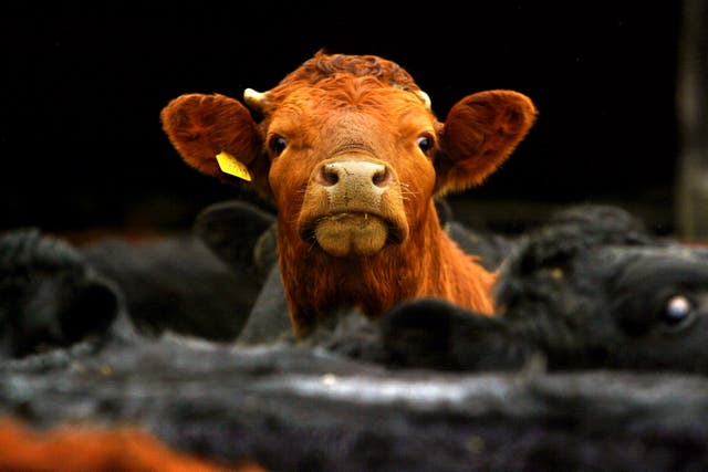 Livestock for slaughter and fattening will be permanently banned (David Cheskin/PA)