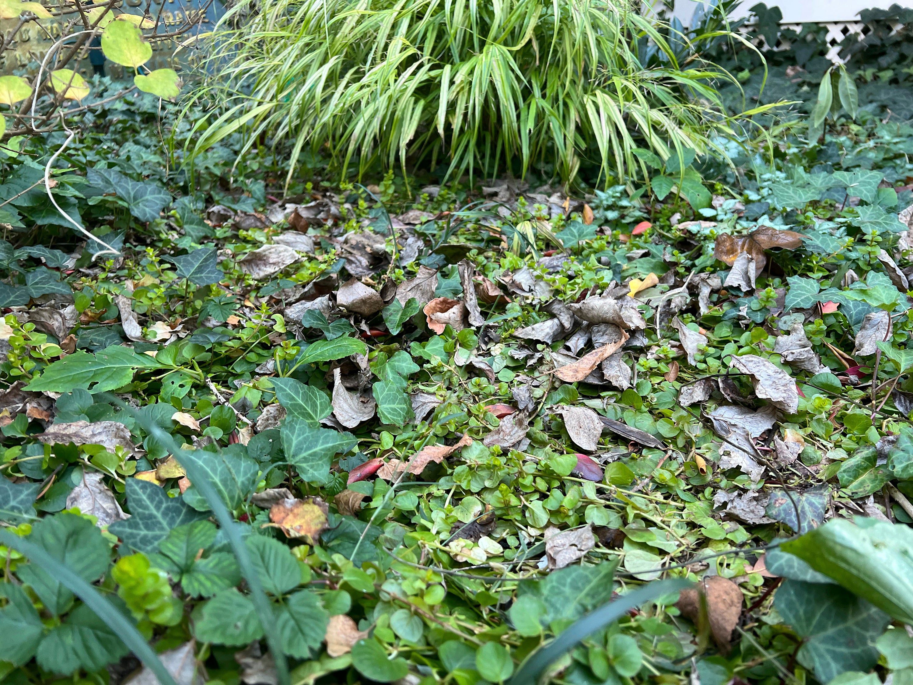 Gardening: Leave The Leaves