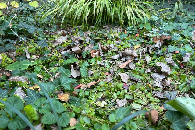 Gardening: Leave The Leaves