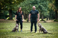 ‘Save our beautiful bullies’: The dog lovers fighting to save American XLs as government ban approaches
