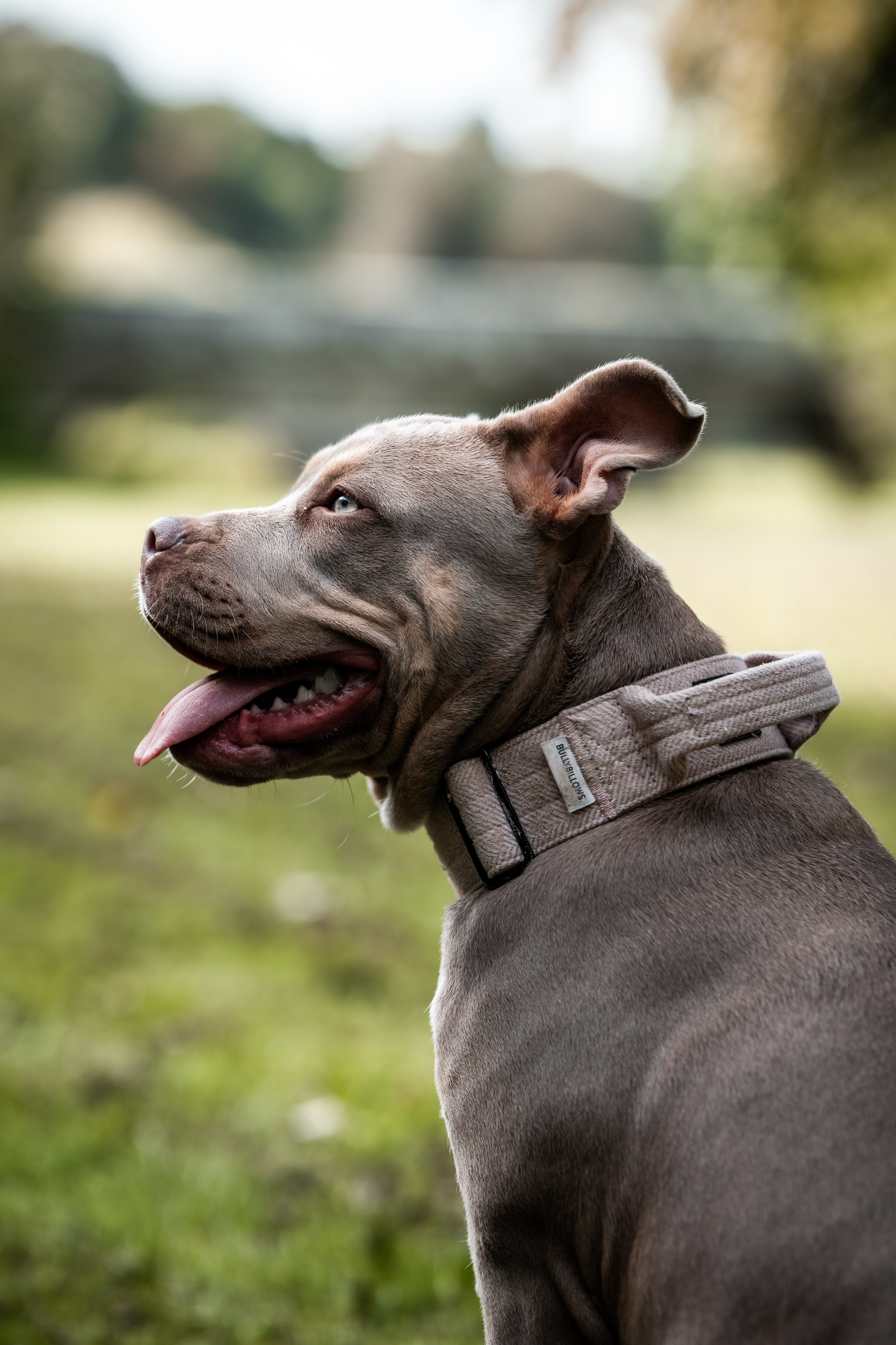 No Next Question on X: American XL Bully dogs will be officially