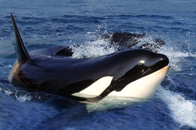 <p>Killer Whale, orcinus orca, Adult standing at Surface, Channel near Orca's Island</p>