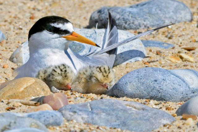 Little terns come to the UK from their wintering grounds in Africa (Kevin Simmonds/RSPB/PA)