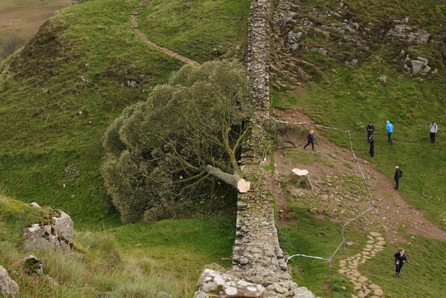 The felled Sycamore Gap tree did damage Hadrian’s Wall when it fell, experts have said (Owen Humphreys/PA)