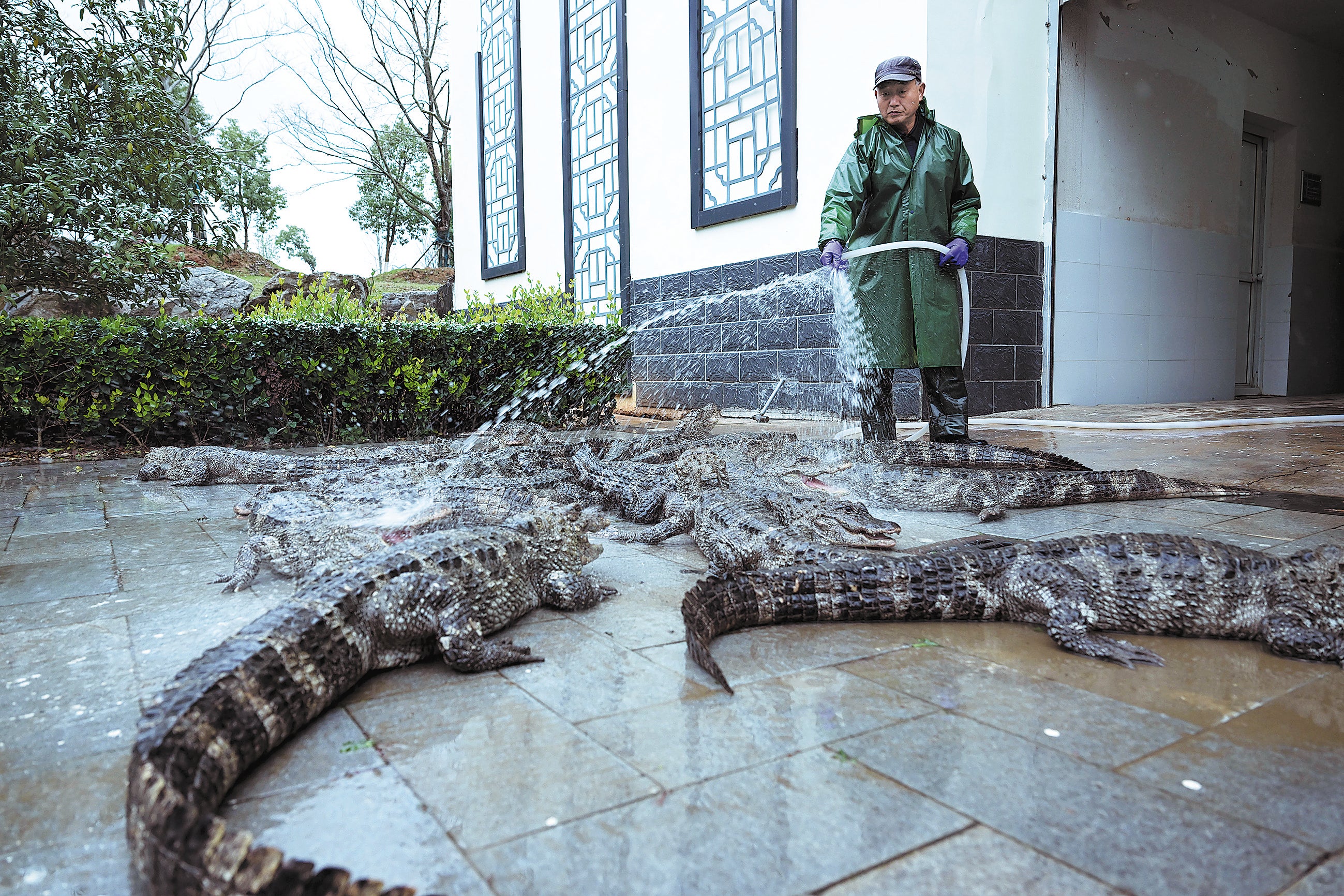 A member of staff washes artificially bred Chinese alligators and prepares them for winter-warming hibernation rooms at the Anhui Chinese Alligator National Nature Reserve in Anhui province on 30 November, 2022