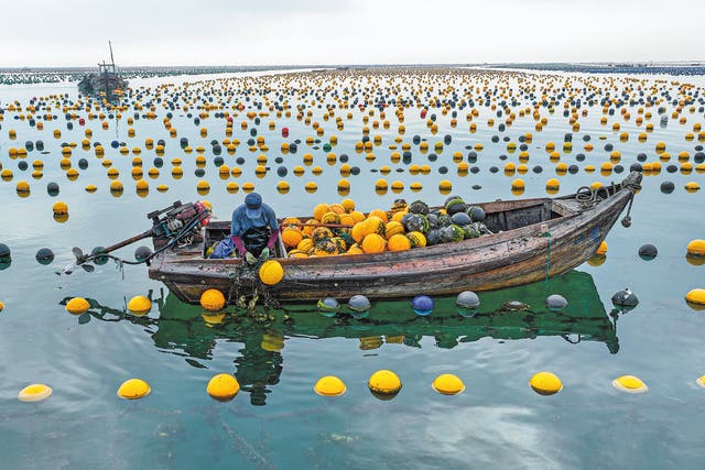 <p>A fisherman checks buoys made from eco-friendly materials that pose no harm to the ocean environment, at an aquaculture farm in Rongcheng, Shandong province</p>