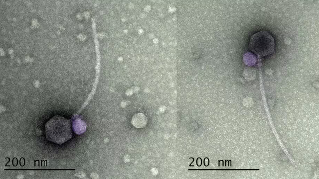 <p>Se descubrieron distintos tipos de “virus vampiro” en muestras de suelo en Maryland y Missouri. </p>