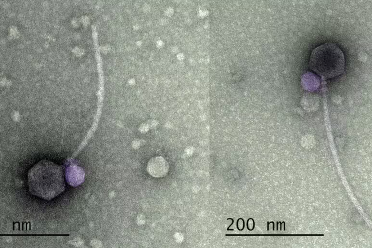 ‘Vampire viruses’ discovered for first time on US soil | The Independent