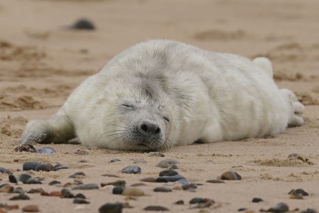 <p>Seal pups could be seen on the beach at Horsey (Joe Giddens/PA)</p>