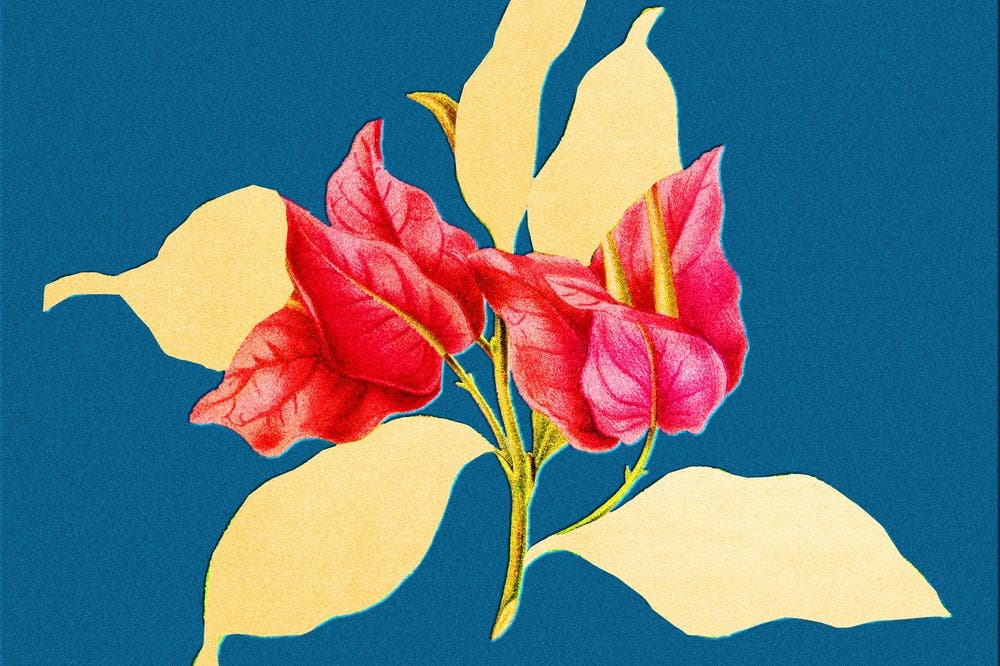 Book Review: Alice McDermott's 'Absolution' captures America with ...