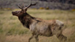 Elk could return to UK after 3,000 years in new rewilding plan