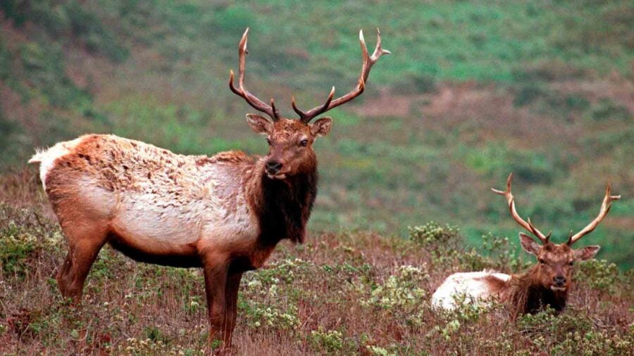 Elk are one of the UK’s ‘lost species’