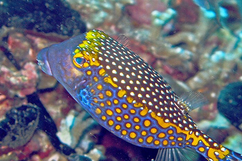 How do animals get their spots and stripes? Scientists reveal new ...
